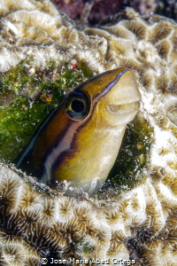 Sabre-tooth blennie 
Meiacanthus sp. by Jose Maria Abad Ortega 